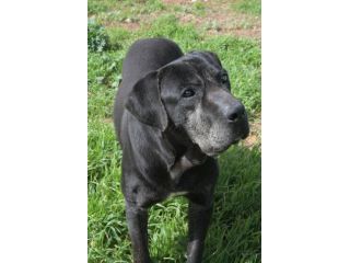 Geppetto il dolcissimo cane corso