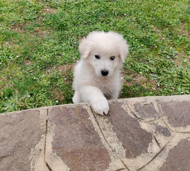 Punch: cucciolo ipovedente taglia grande - Foto 10