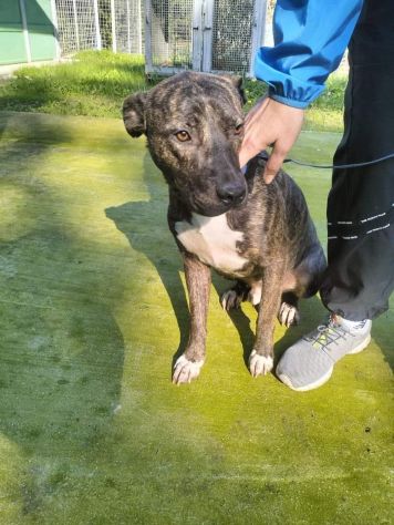 Apollo simil Amstaff - Foto 3
