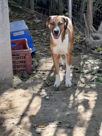 CAGNOLINI TALGIA MEDIO GRANDE IN REGALO - Foto 6