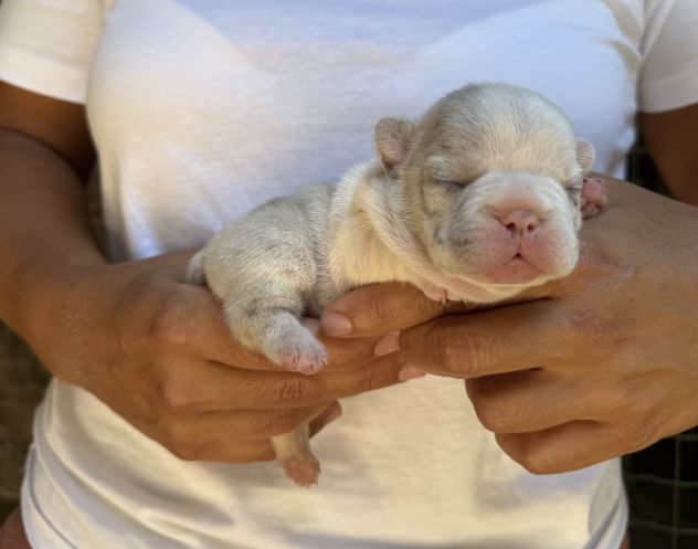 Cuccioli bulldog francese esotico - Foto 3
