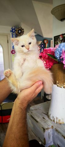 Ragdoll cuccioli - Foto 2