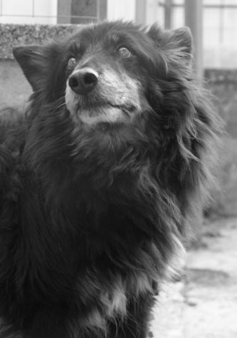 Patrik , una vita in canile - Foto 7