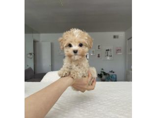 maltipoo toy
