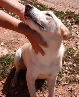 CASSANDRA, dolcissima cucciolotta mix labrador - Foto 3