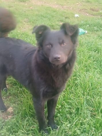 Magnifica e dolce cucciola taglia piccola!! - Foto 4