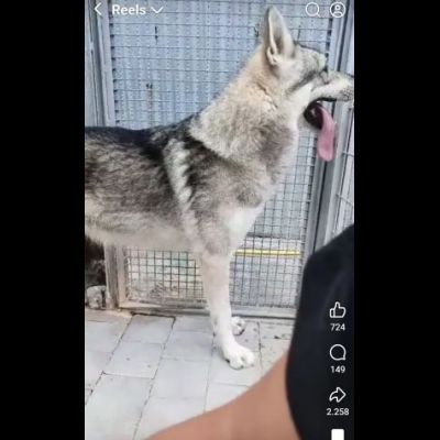 ZEUS LUPO CECOSLOVACCO CERCA SALVEZZA Cane in adozione - Foto 9