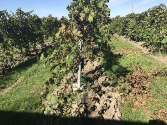 Terreno di 18000 m² in vendita a Carpi - Foto 8