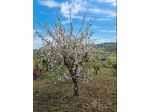 VENDESI TERRENO A POTENZA