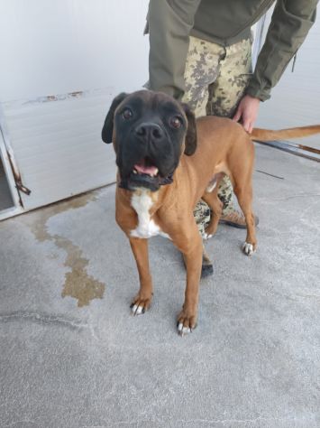BOXER INCR. ECTOR, 5 ANNI, DA UN ANNO CHIUSO IN CANILE - Foto 5