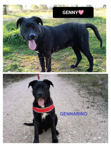 GENNY E GENNARINO, 9 MESI CERCANO URGENTE UNA CASA!