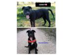 GENNY E GENNARINO, 9 MESI CERCANO URGENTE UNA CASA!