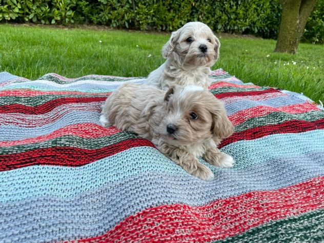 MALTIPOO - Foto 4