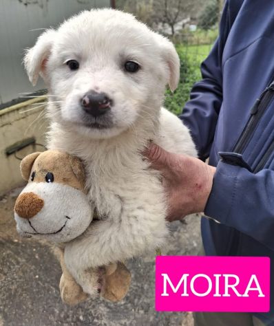 CUCCIOLI 2 MESI taglia media grande IN CANILE - Foto 7
