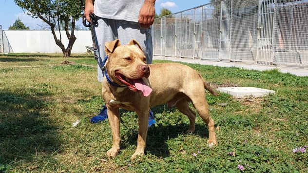 Buono Omar, pitbull, 5 anni, cane maschio - Foto 5