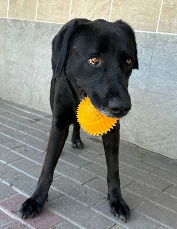 ELIJA LABRADOR - Foto 2