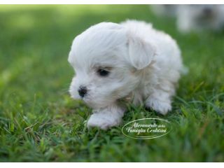 MALTESI CUCCIOLI