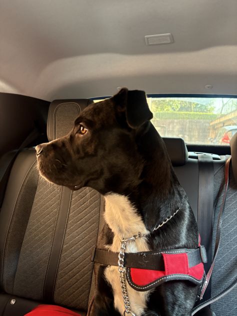 Regalo cane pittbul corso - Foto 9