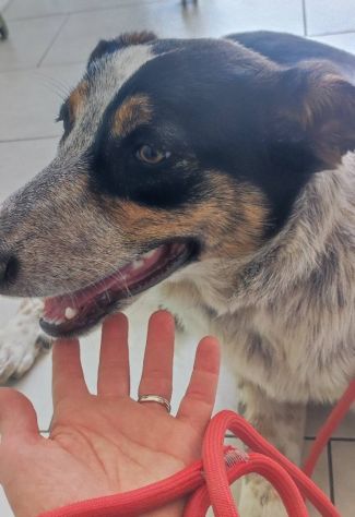 Kiki in adozione - Foto 2