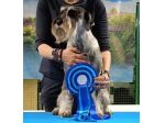 Cuccioli Schnauzer medio pepe e sale - 3 femmine disponibili