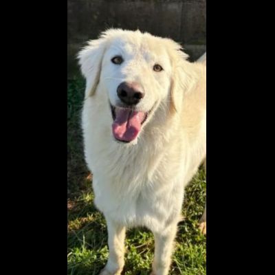 NINFA, meravigliosa tenerezza, cagnolina in adozione, tg media. - Foto 3