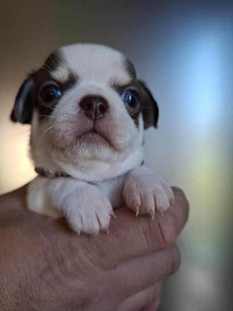 Chihuahua - Foto 3