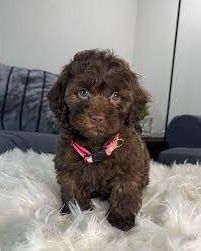 BARBONCINI NANI & BARBONCINO TOY CUCCIOLI cioccolato pag in 12 mesi - Foto 2