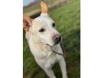 WHITE una vita buttata, simil pastore svizzero cane in adozione tg media
