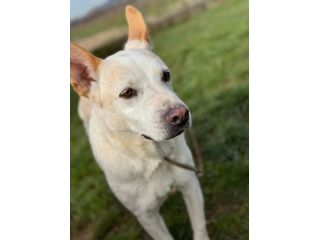 WHITE una vita buttata, simil pastore svizzero cane in adozione tg media