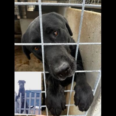 SIRIUS FANTASTICO MIX LABRADOR CANE IN ADOZIONE - Foto 2