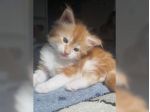 gattini addestrati a casa