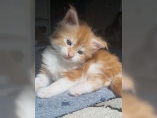 gattini addestrati a casa