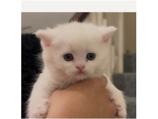 Gattini di Munchkin bianci puri
