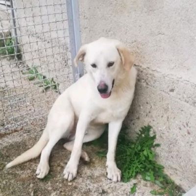 LIBECCIO buonissimo e pacato, aspetta una famiglia, cane in adozione