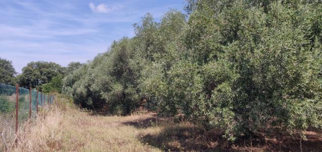 MONTALTO DI CASTRO - OTTIMA OPPORTUNUITA' - Foto 7