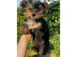 Cuccioli di Morkie (Morkye) maltese x yorkshire
