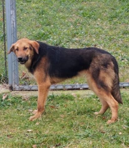 EGGY una foto per una vita, CANE IN ADOZIONE
