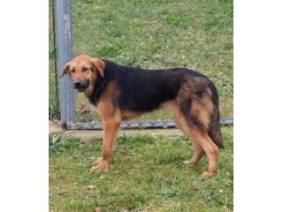 EGGY una foto per una vita, CANE IN ADOZIONE