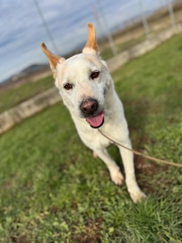 WHITE una vita buttata, simil pastore svizzero cane in adozione tg media - Foto 6