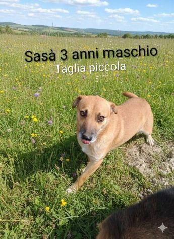 Gennarino e Sasà - Foto 2