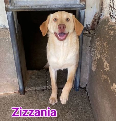 ZIGO E ZIZZANIA  CANI IN ADOZIONE taglia media - Foto 2
