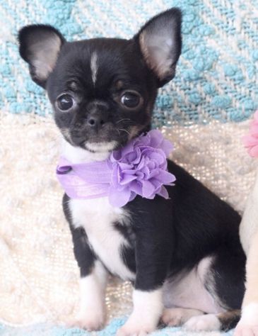 CHIHUAHUA TOY CUCCIOLI NERI FOCATI - pag in comode rate - Foto 2