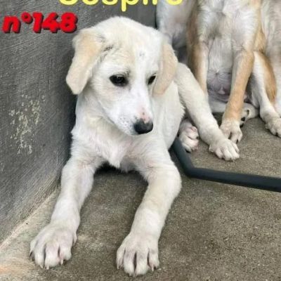 CUCCIOLI IN ADOZIONE - Foto 3