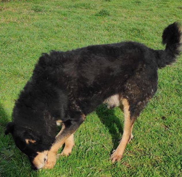 CAMBIA IL DESTINO DI CHI NON PUO' PARLARE, CANE IN ADOZIONE - Foto 9