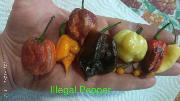 Semi Peperoncino Carolina Reaper, 7 Pot, Habanero, Diavolicchio, ..... - Foto 4