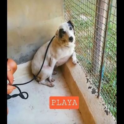 PLAYA, docile e pacata, un destino da cambiare,  cagnolina in adozione - Foto 5