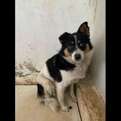 FLO CAGNOLINA IN ADOZIONE - Foto 4