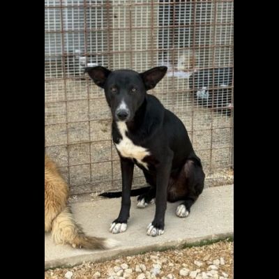 OREO CERCA UNA FAMIGLIA TUTTA SUA, CAGNOLINO IN ADOZIONE