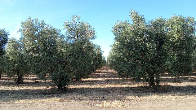 Ottimo oliveto a 5 km da Cerignola - Foto 5