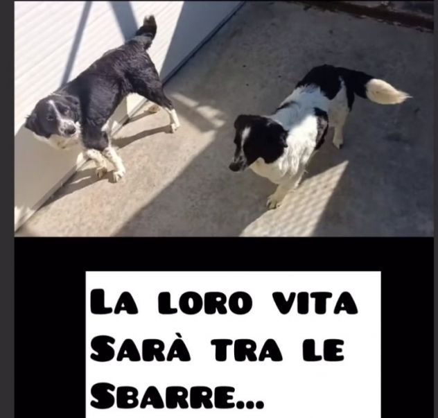 LARA E XENA incrocio border collie, giovani cagnoline in adozione di coppia. - Foto 6